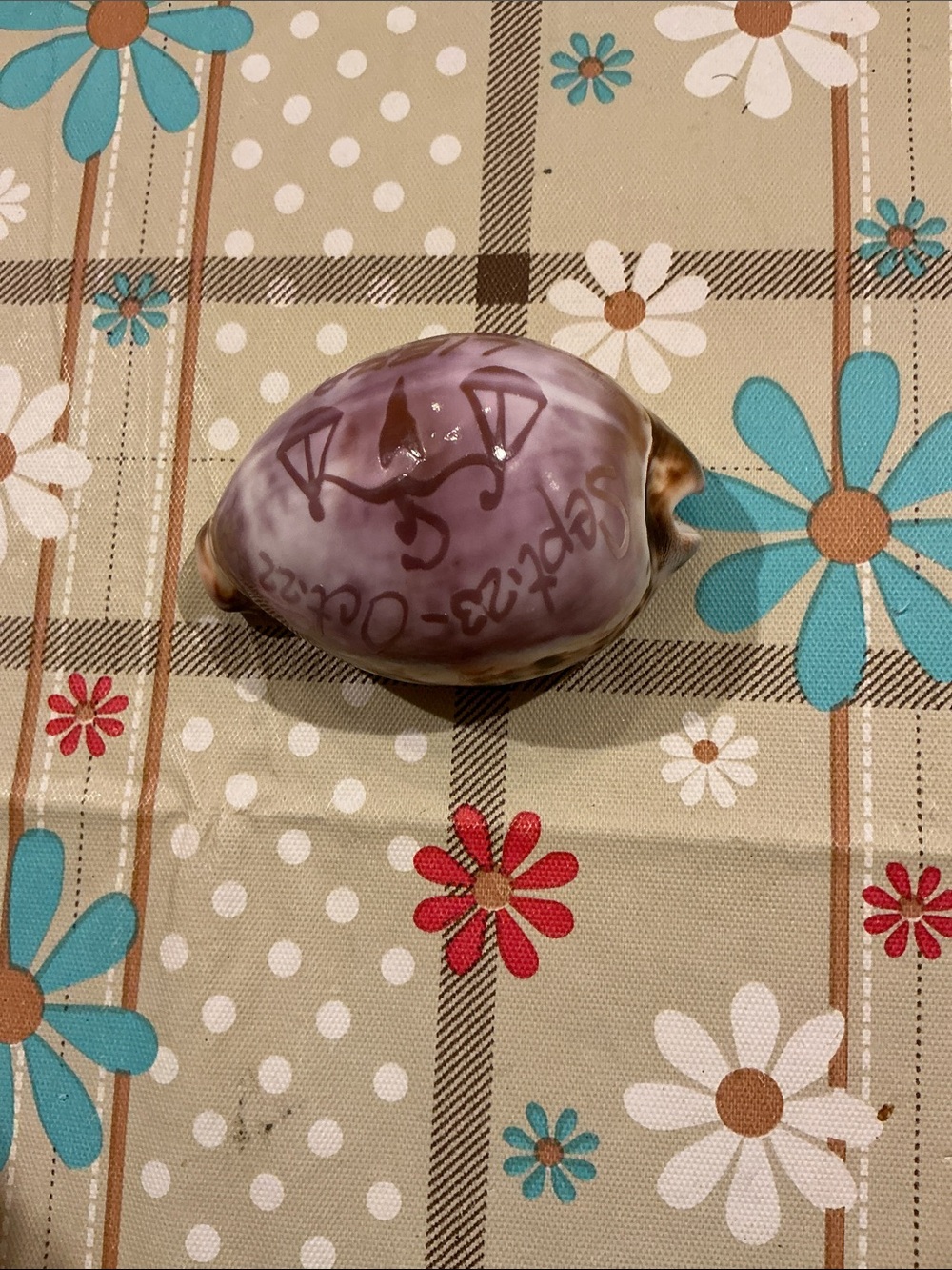 Libra Decorative Shell Accent - Picture 3 of 5